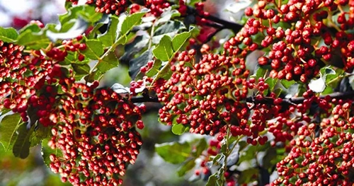 2019武都花椒產(chǎn)銷對接（電商）洽談會(huì)在階州廣場隆重開幕~